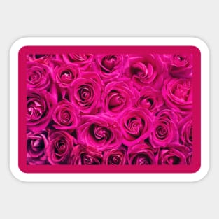 Valentine's gift,Gauri roses new design Sticker